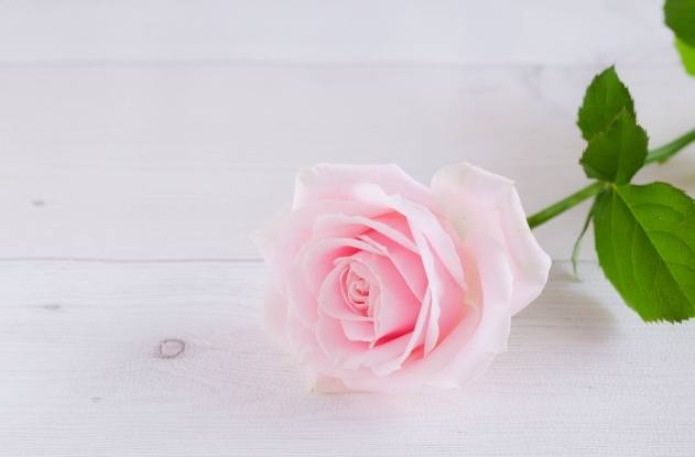 百合花 百合花