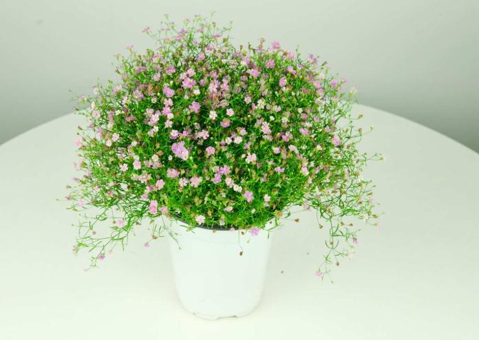 百合花 百合花