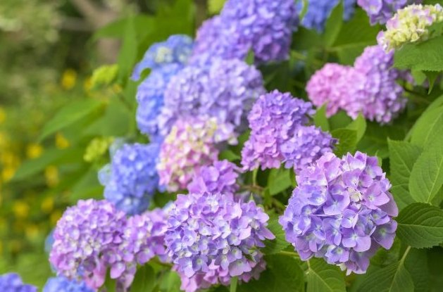 百合花 百合花