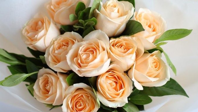 百合花 百合花