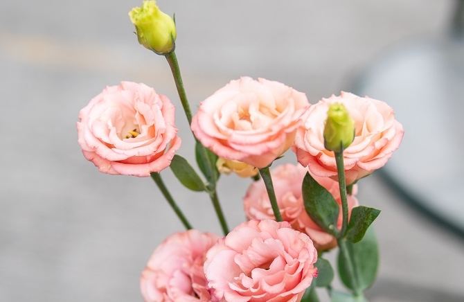 百合花 百合花