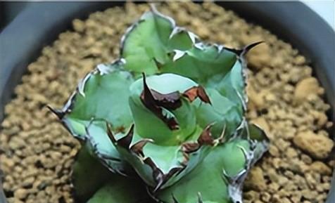 藍鯨
