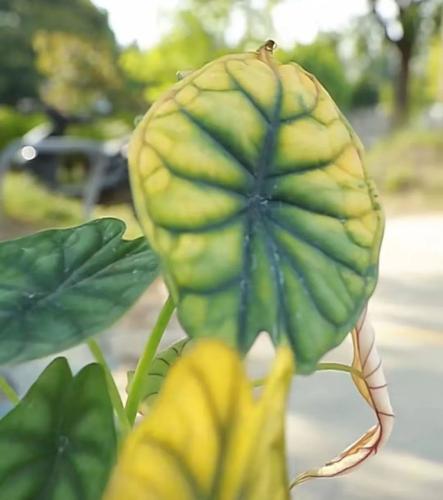 海芋爛根處理