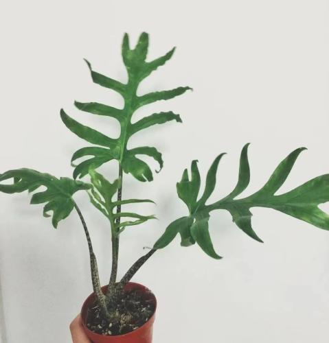 海芋盆土配置示範